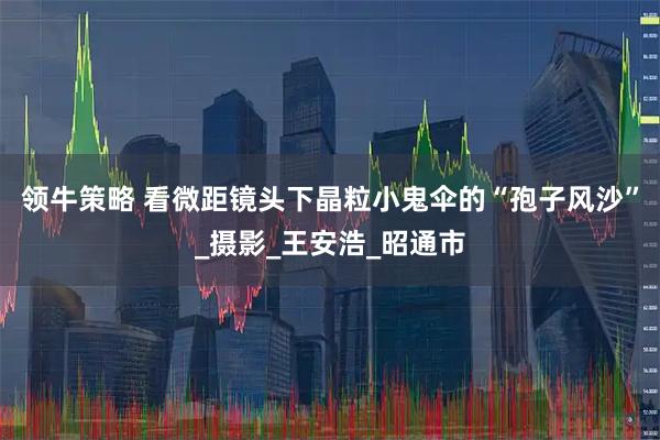 领牛策略 看微距镜头下晶粒小鬼伞的“孢子风沙”_摄影_王安浩_昭通市